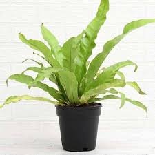 Bird's Nest Fern